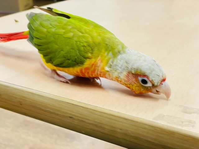 ホオミドリウロコインコ