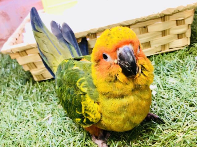 コガネメキシコインコ