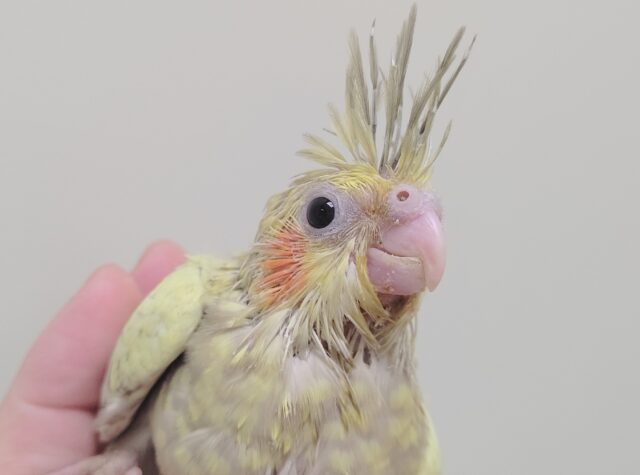 オカメインコ