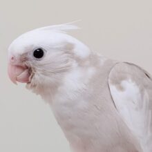【最新画像更新2024年06月23日】柔らかいカラーにホワイトフェイスが魅力的✨オカメインコ（ホワイトフェイスシナモンパイド）