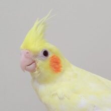【最新画像更新20240624】綺麗すぎるカラーです♡オカメインコ（ルチノーパール）ヒナ