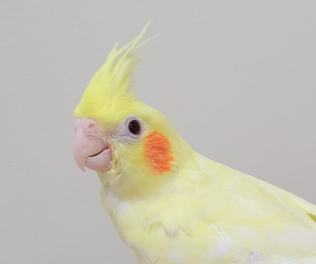 【最新画像更新20240624】綺麗すぎるカラーです♡オカメインコ（ルチノーパール）ヒナ