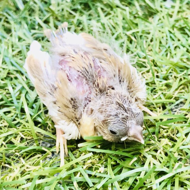 錦花鳥（キンカチョウ）