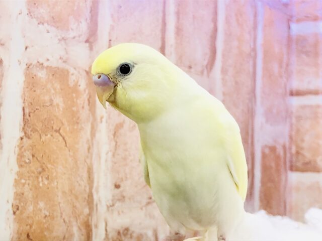 【最新画像更新☆☆】レモンスカッシュ！！　セキセイインコ