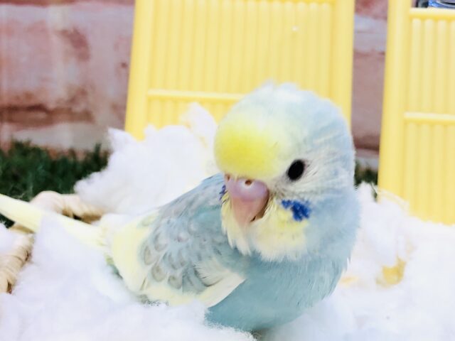 セキセイインコ