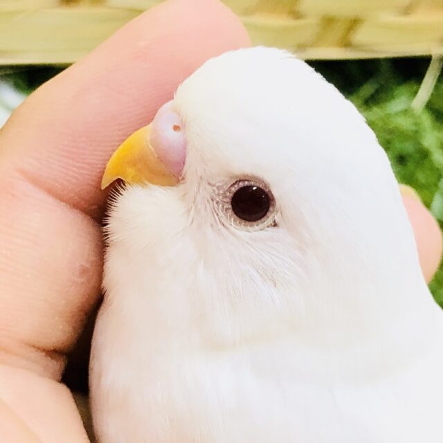 真っ白カラーに心洗われる？？　セキセイインコ