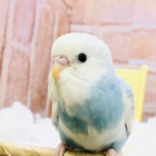 【最新画像更新☆☆】夏になると聞きたくなるあの歌のように・・・　セキセイインコ