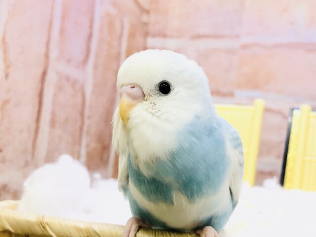 【最新画像更新☆☆】夏になると聞きたくなるあの歌のように・・・　セキセイインコ