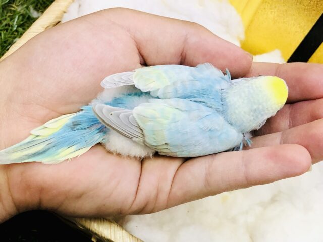 セキセイインコ