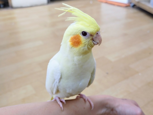 オカメインコ