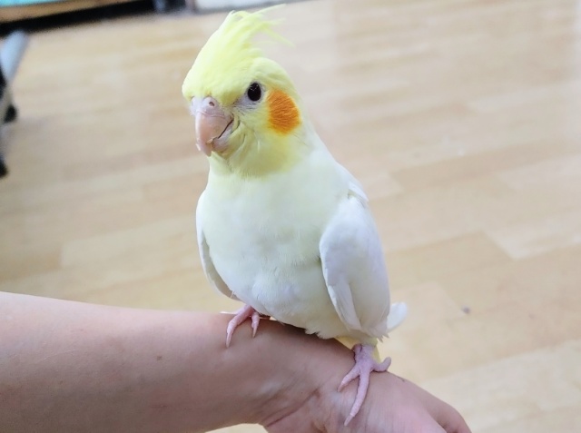 最新画像更新❤希望がいっぱい☆きらきらのオカメインコ（ルチノー）