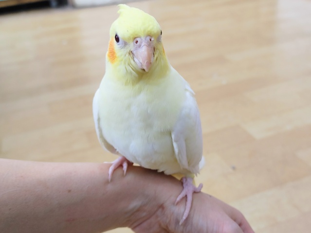 オカメインコ