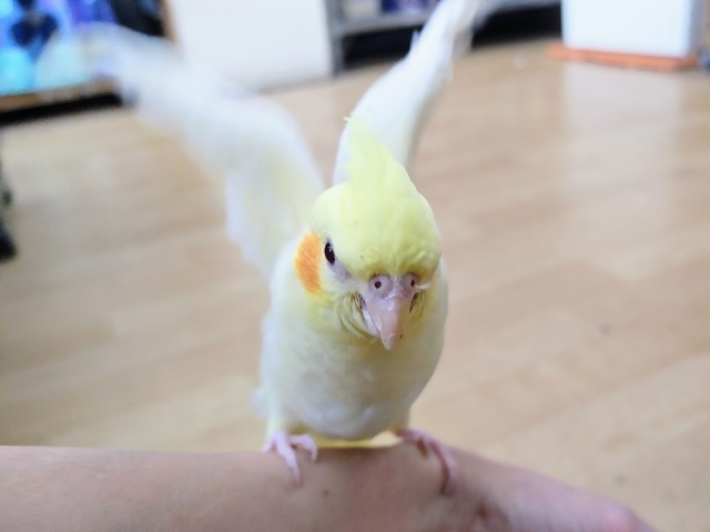 オカメインコ