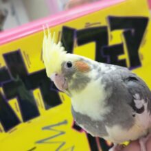 6月限定の～🌈 オカメインコフェアー🎉