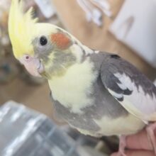 ちょっとツンデレ～!?✨ オカメインコインコ(パイド)