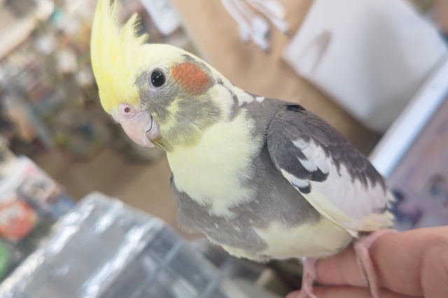 ちょっとツンデレ～!?✨ オカメインコインコ(パイド)