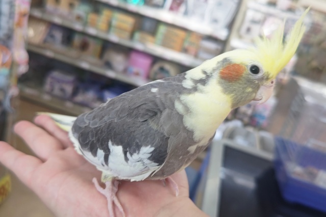 オカメインコ