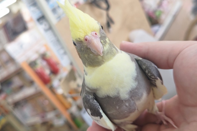 オカメインコ