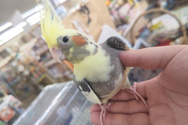 オカメインコ