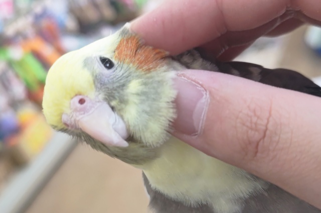 オカメインコ