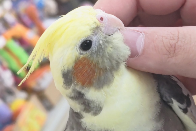 オカメインコ