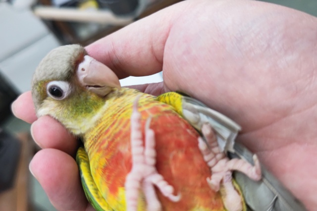 ホオミドリウロコインコ