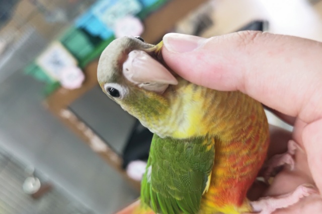 ホオミドリウロコインコ