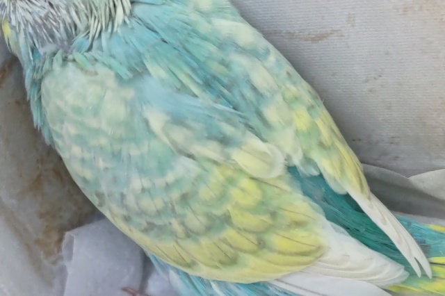 セキセイインコ