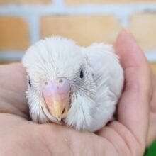 まっ白〜‎🤍セキセイインコのヒナ(ダブルファクター)入荷しました❤
