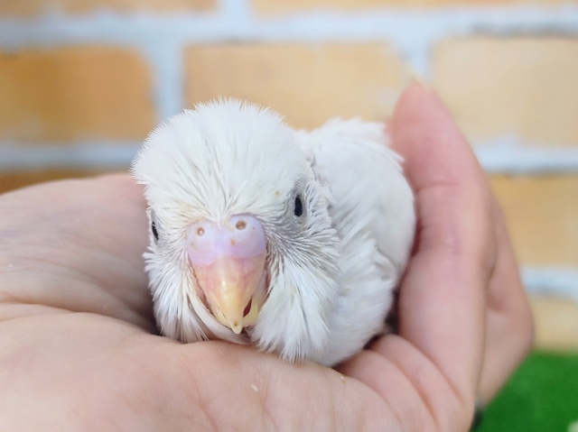 まっ白〜‎🤍セキセイインコのヒナ(ダブルファクター)入荷しました❤