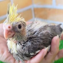 うるうる🥺❤オカメインコのヒナ(ノーマル)入荷しました❤