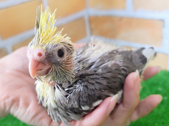 うるうる🥺❤オカメインコのヒナ(ノーマル)入荷しました❤