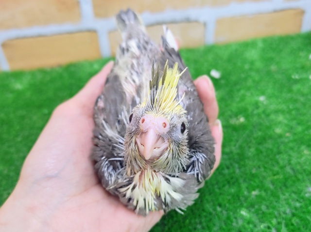 オカメインコ