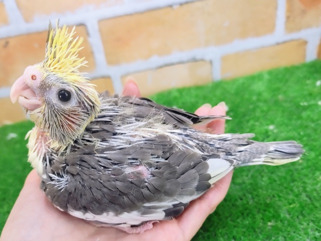 オカメインコ