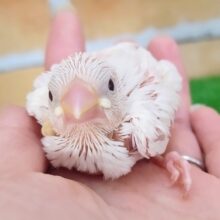 純白‎🤍白文鳥のヒナ入荷しました❤