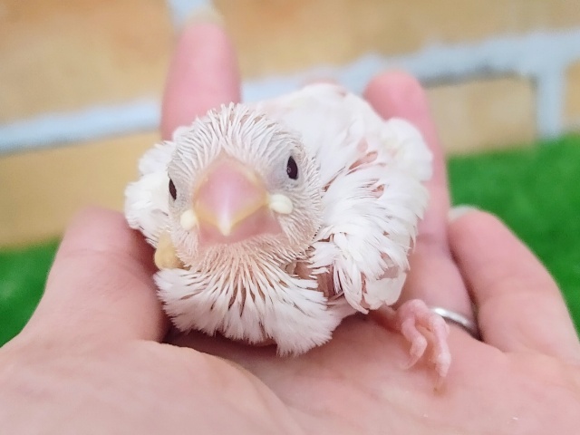 純白‎🤍白文鳥のヒナ入荷しました❤