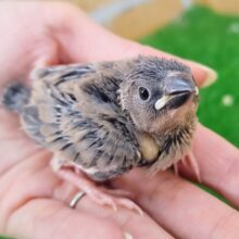 人気過ぎて困っちゃう❤桜文鳥のヒナ入荷しました❤