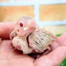 美しい〜✨シナモン文鳥のヒナ入荷しました❤