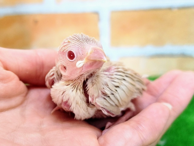 美しい〜✨シナモン文鳥のヒナ入荷しました❤