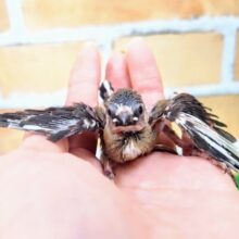 モデル顔負け!?ポーズが可愛すぎる❤十姉妹のヒナ①入荷しました❤