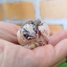 白多めで可愛い❤十姉妹のヒナ②入荷しました❤