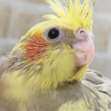 特徴的な模様にご注目～🫧 オカメインコ(シナモンパールパイド)