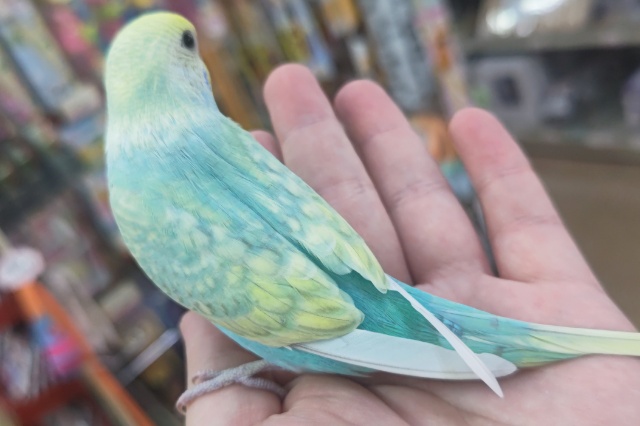 🌟最新画像🌟 やっぱり色合いたまらない～🌈 セキセイインコ(パステルレインボースパングル)