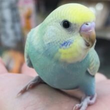 🌟最新画像🌟 やっぱり色合いたまらない～🌈 セキセイインコ(パステルレインボースパングル)