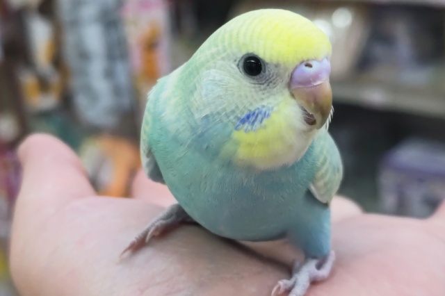 🌟最新画像🌟 やっぱり色合いたまらない～🌈 セキセイインコ(パステルレインボースパングル)