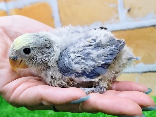 コザクラインコ（小桜インコ）