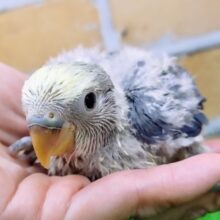 海カラー🌊コザクラインコのヒナ(バイオレットパイド)入荷しました❤