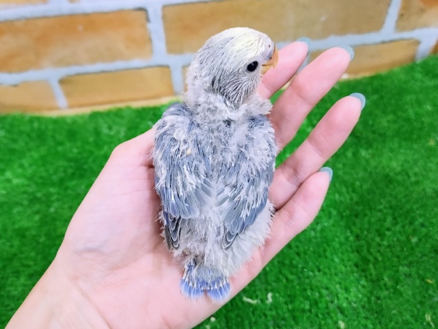 コザクラインコ（小桜インコ）