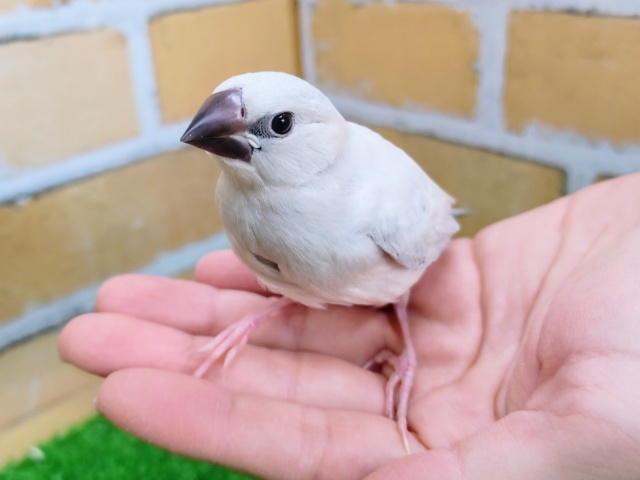 残り1羽❤ピチピチのシルバー文鳥が！やってきた☆