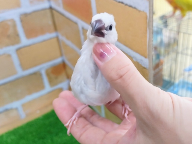 シルバー文鳥